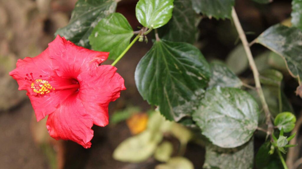 For maintaining the pH balance it is good for hibiscus to like coffee grounds.