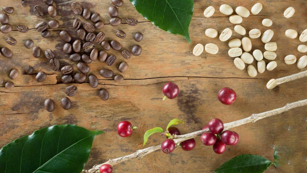 How do coffee beans grow?
