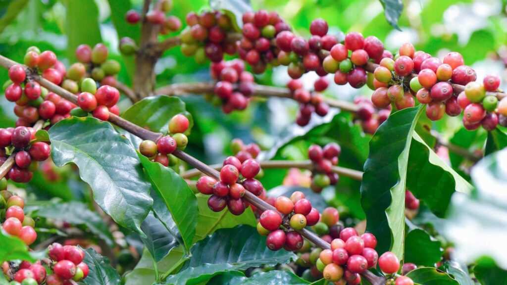 Coffee fruit resembles Cherries is how you know coffee beans are growing.