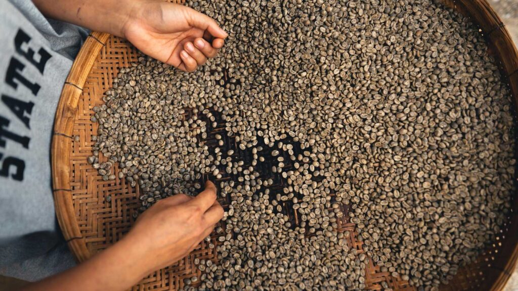 Extracting is one of the steps of how does coffee beans made.