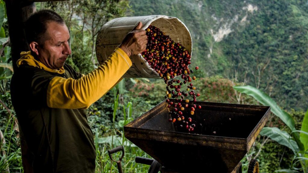 Harvesting to coffee beans after coffee cherries are grown.