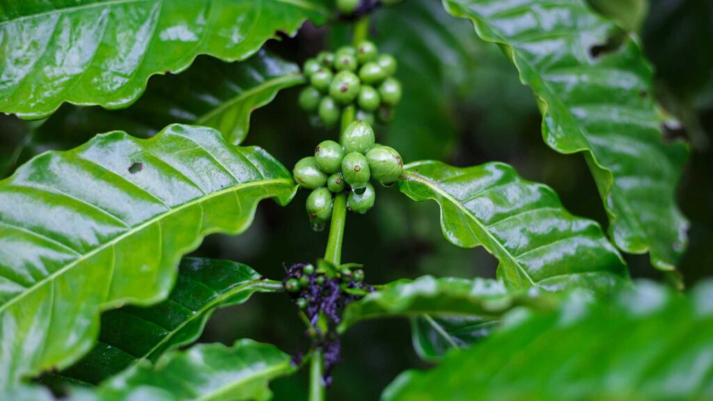 Coffee plant to grow coffee beans.