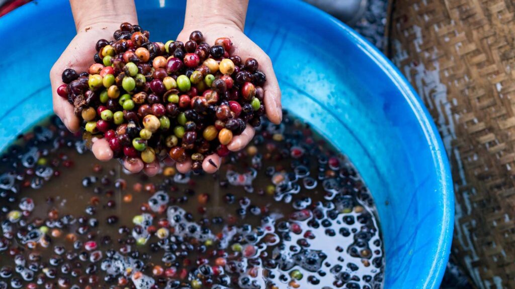 Wet process includes in how does coffee beans grow.