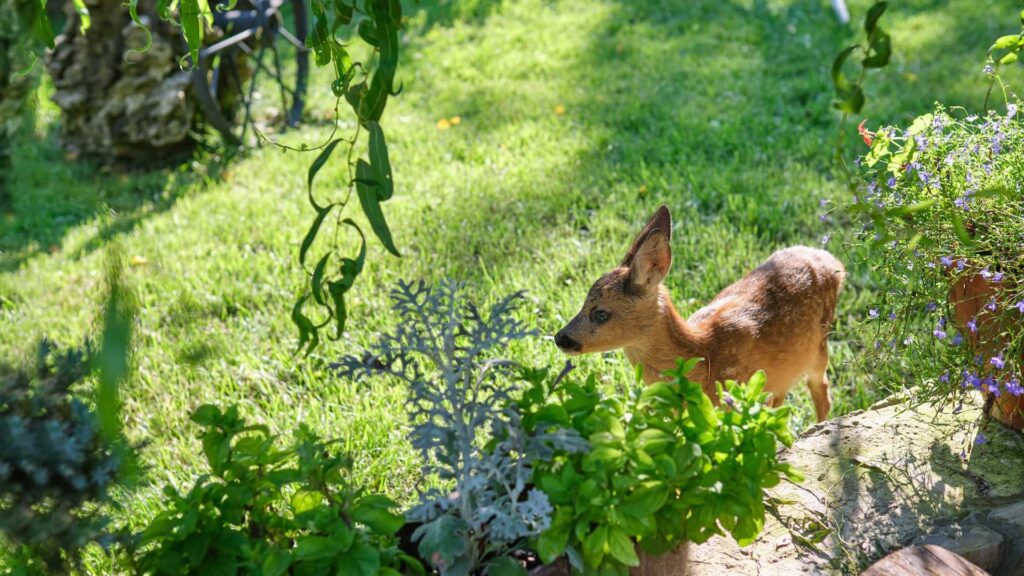 Deer eating in your garden.