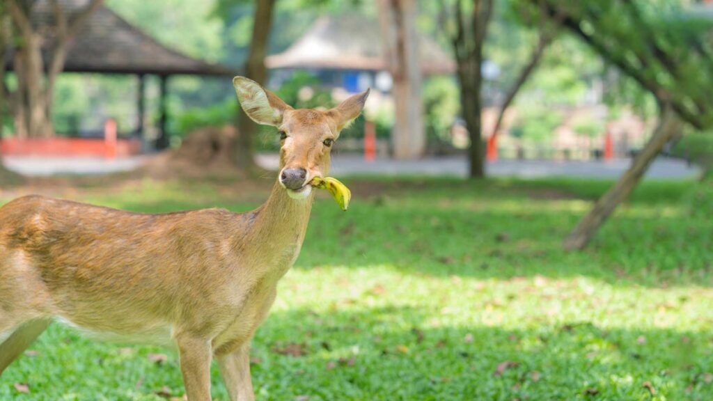 Deer eating food as force of Habit.
