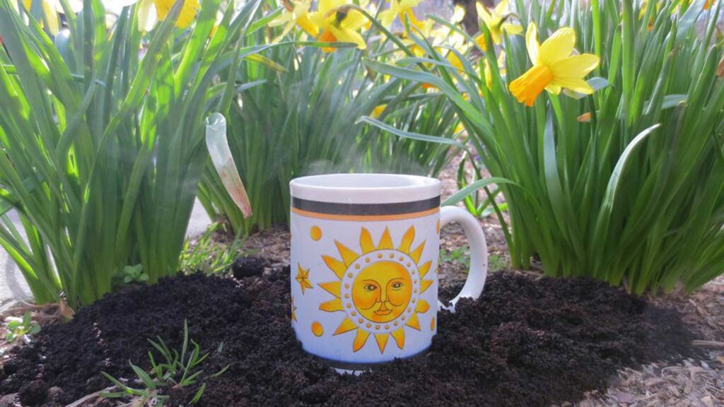 Using coffee grounds to keep deer away.
