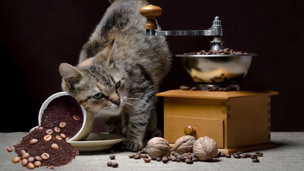 Does coffee grounds keep cats away?