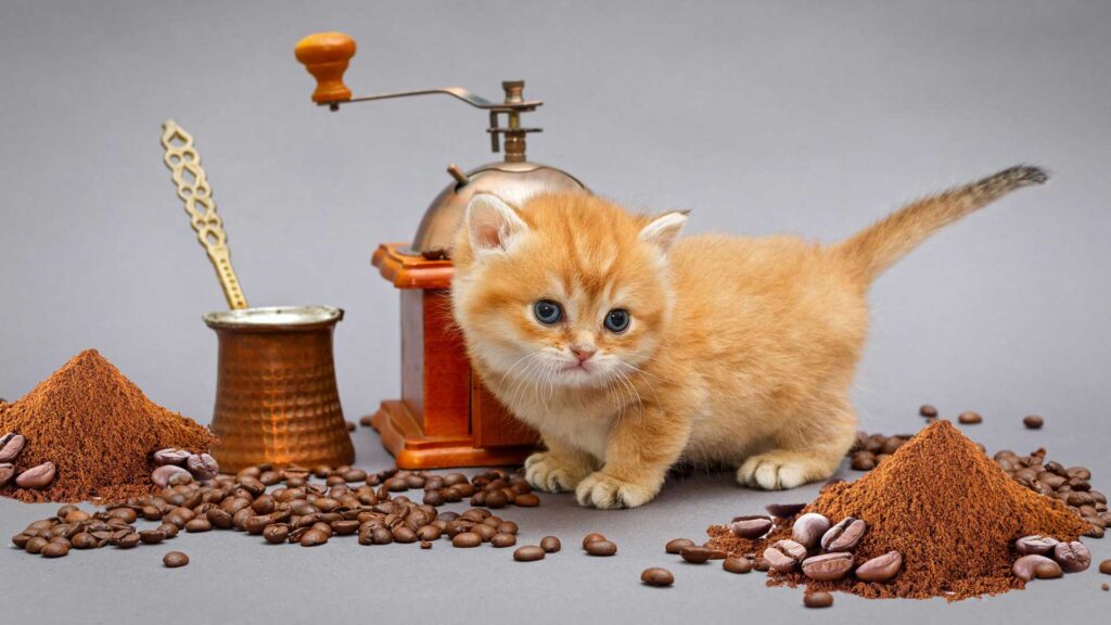 Do Cats Like Coffee Grounds?