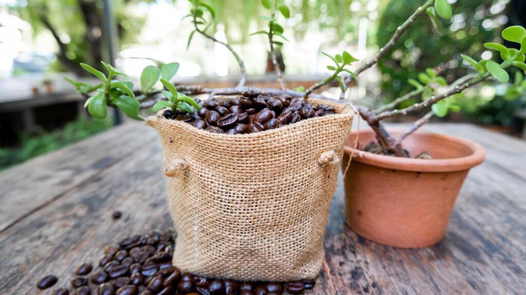 Using expired coffee beans as garden fertilizer.
