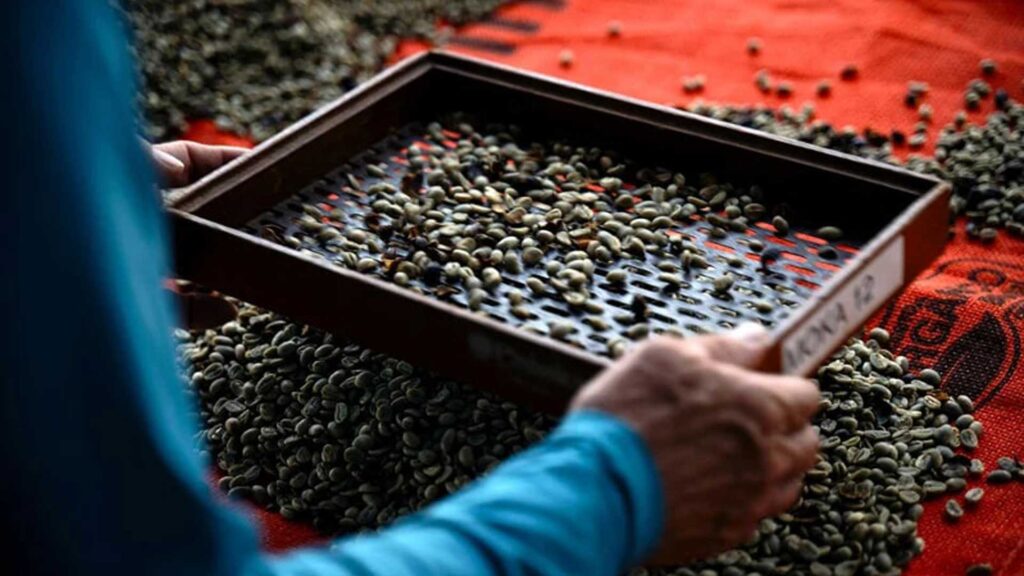 Brazil is the one country where coffee comes from.